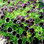 公寓 Nova Dom 巴尼西卢卡