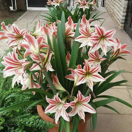 Apartmán Nova Dom *